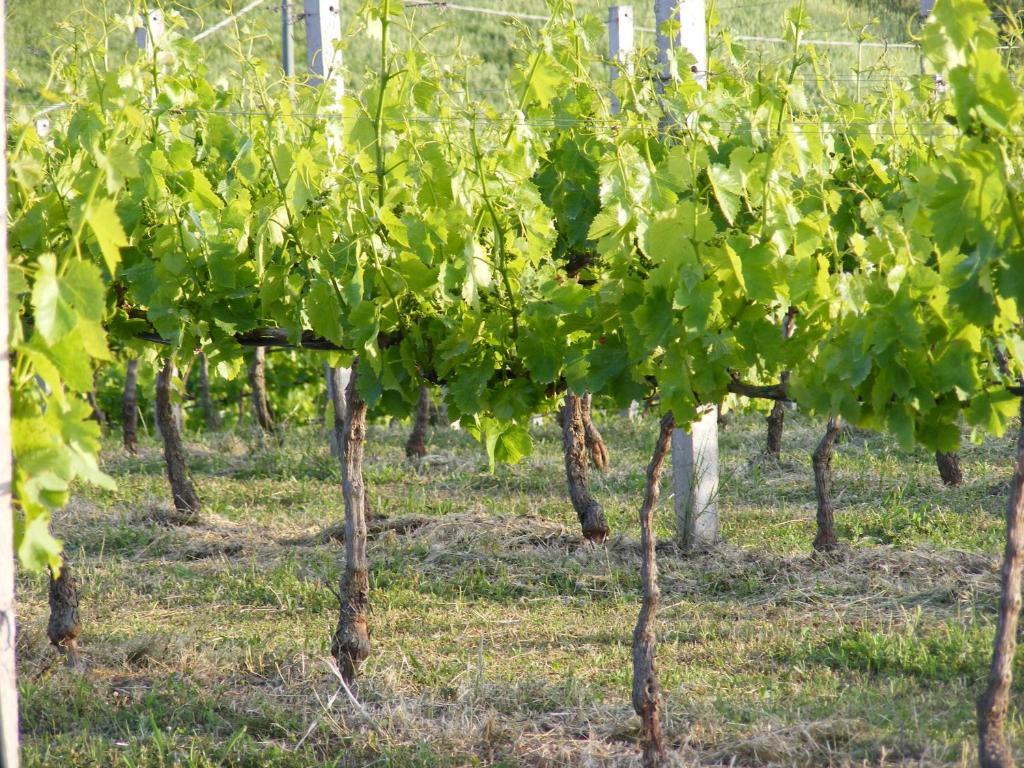 Tenuta Su Vrau Posada  Zewnętrze zdjęcie